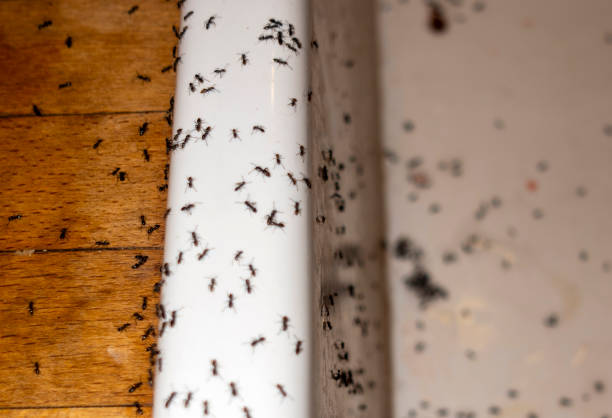 Best Cockroach Control Services  in Pepperdine University, CA